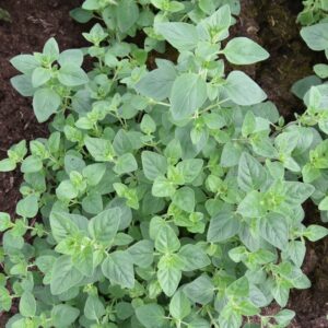 Oregano EKO - pęczek