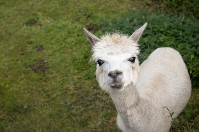 nz-alpaki (1)
