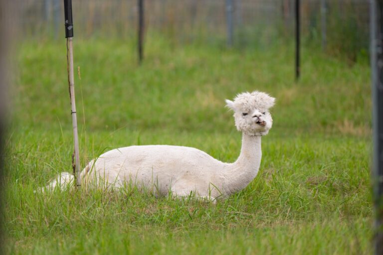 nz-alpaki (2)