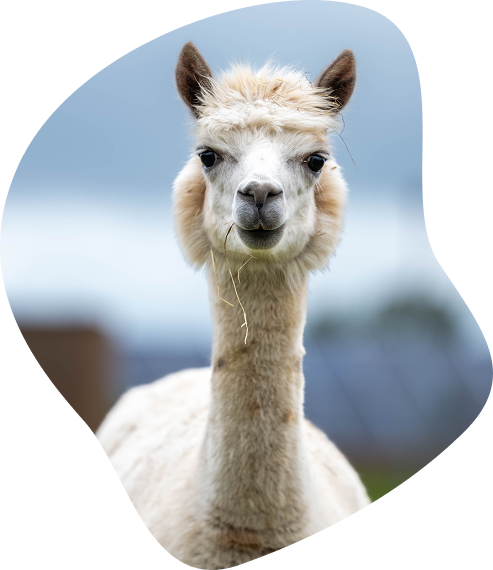 Szczęśliwe Zwierzę